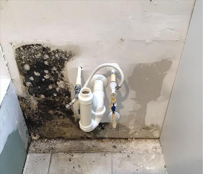 Mold on wall behind sink